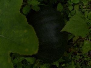 Picture of tebesal