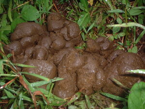 Picture of tei