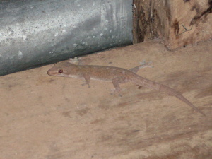 Picture of tektek1