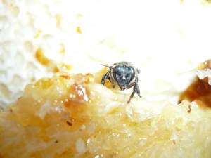 Picture of teneb