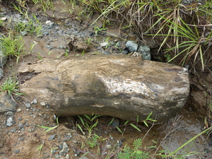Picture of terusu