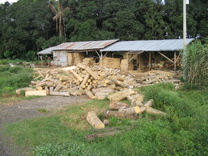 Picture of terusu