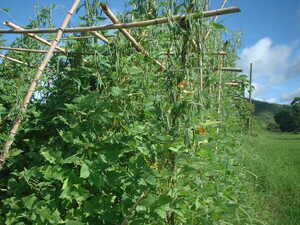 Picture of tewuri