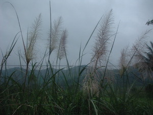 Picture of tibelus