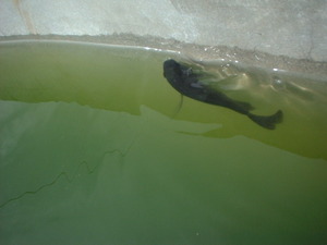 Picture of tilapiya