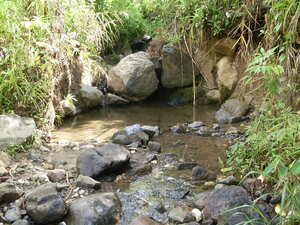 Picture of tingkeb