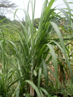 Picture of tirè