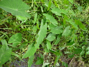 Picture of tubed