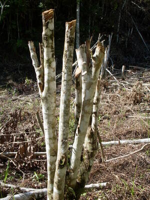 Picture of tued