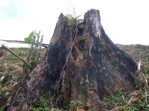 Picture of tued