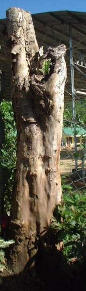 Picture of tued