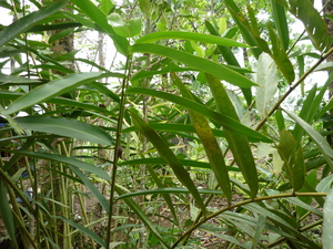Picture of tuhisen