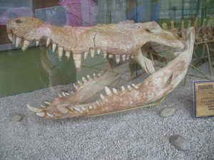 Picture of tul-an