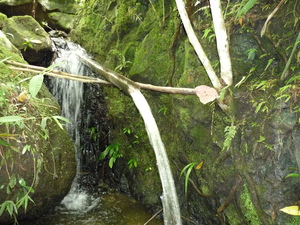 Picture of tulalug