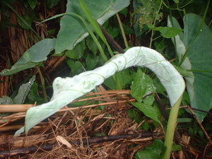 Picture of tulisuk