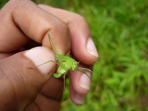 Picture of tulungtulung