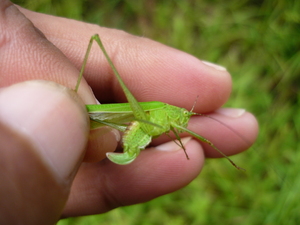 Picture of tulungtulung