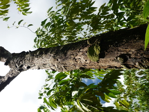 Picture of tungenu