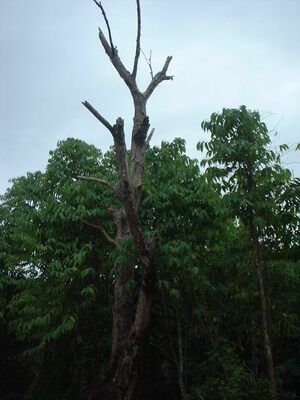 Picture of tungenu