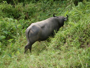 Picture of turu