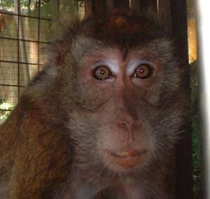 Picture of ubal