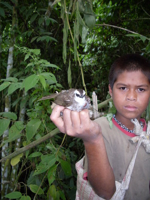 Picture of ul-ul