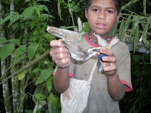 Picture of ul-ul