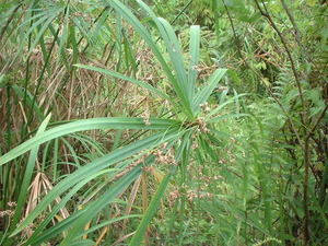 Picture of ulangu