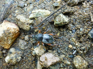 Picture of uled