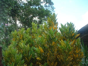Picture of ulepung