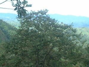 Picture of ulepung
