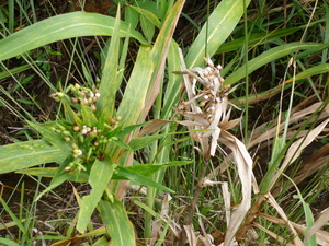 Picture of uliben