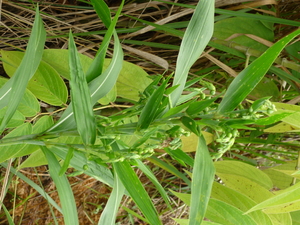 Picture of uliben