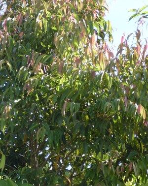 Picture of uling