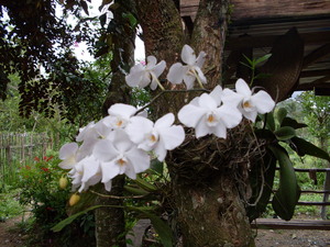 Picture of ulkid