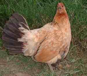 Picture of upa