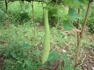 Picture of upù