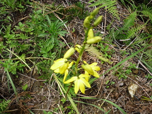 Picture of uran-uran