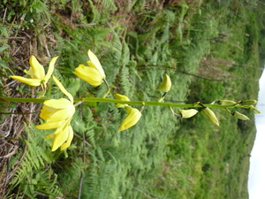 Picture of uran-uran