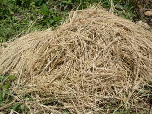 Picture of usang