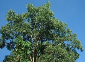 Picture of uud