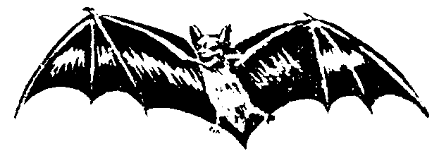 Picture from bat.bmp