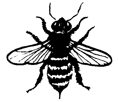 Picture from bee.bmp