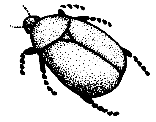 Picture from beetle.bmp