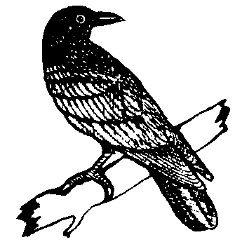 Picture from crow.bmp
