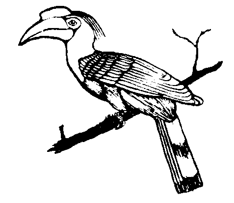 Picture from hornbill.bmp